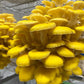 Golden Oyster Mushrooms - 0.4 lbs