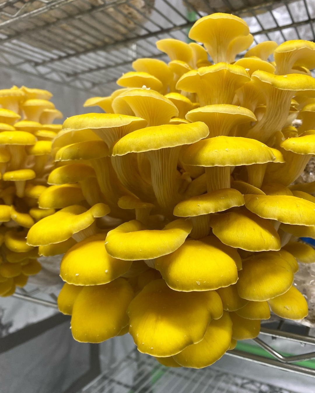 Golden Oyster Mushrooms - 0.4 lbs