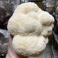 Lion's Mane Mushrooms - 0.5 lbs