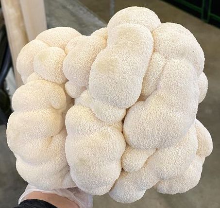 Lion's Mane Mushrooms - 0.5 lbs