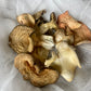 Dehydrated Mixed Oyster Mushrooms - 1 oz
