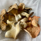Dehydrated Mixed Oyster Mushrooms - 1 oz