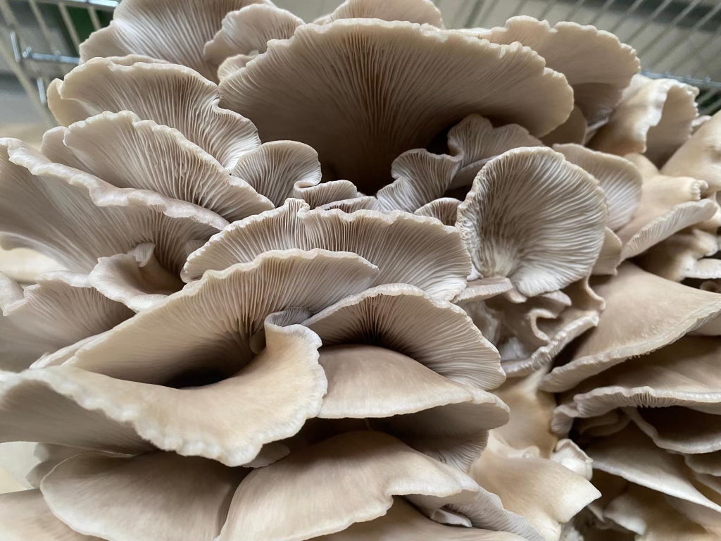 Phoenix Oyster Mushrooms - 0.5 lbs
