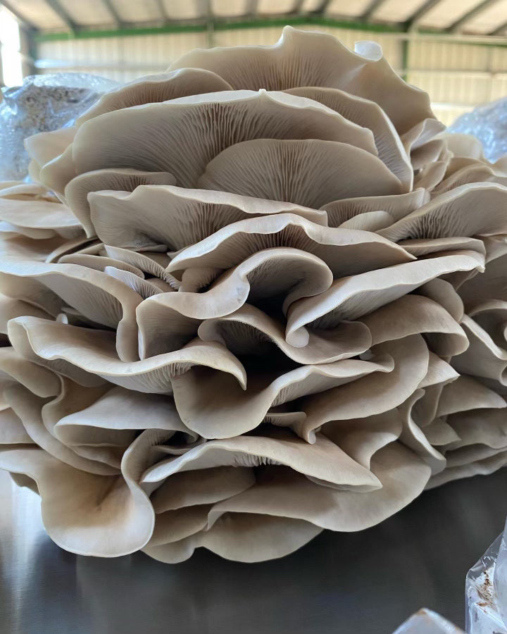 Phoenix Oyster Mushrooms - 0.5 lbs