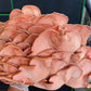 Pink Oyster Mushrooms - 0.4 lbs