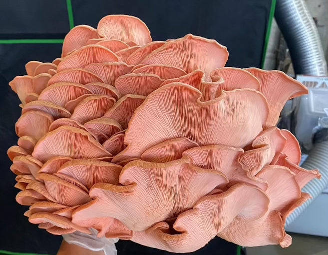 Pink Oyster Mushrooms - 0.4 lbs