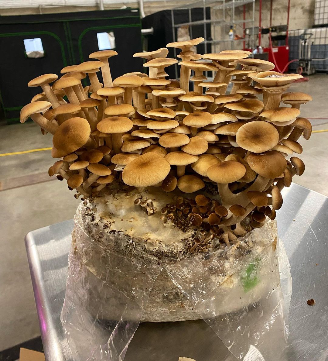 Pioppino Mushrooms - 0.5 lbs