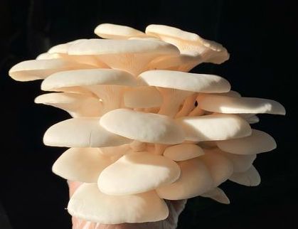 White Oyster Mushrooms - 0.5 lbs